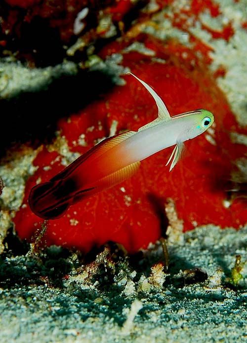 Fire Dartfish | Nemateleotris magnifica photo