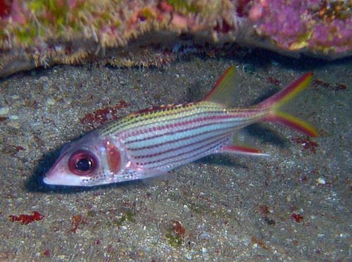 Spotfin Squirrelfish | Neoniphon sammara photo