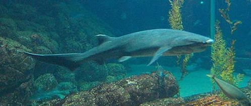 Broadnose Shark | Notorynchus cepedianus photo