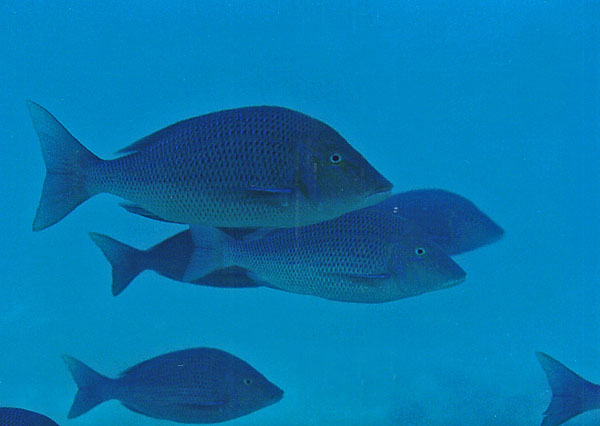 Spangled Emperor | Lethrinus nebulosus photo