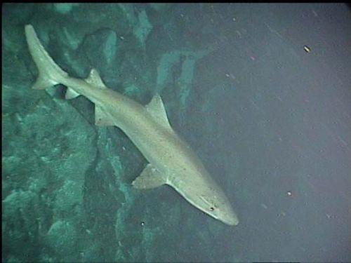 Sand Tiger Shark | Odontaspis ferox photo