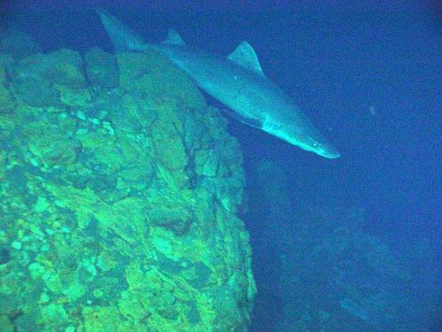 Sand Tiger Shark | Odontaspis ferox photo