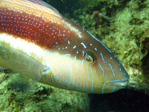 Maori Wrasse | Ophthalmolepis lineolatus photo