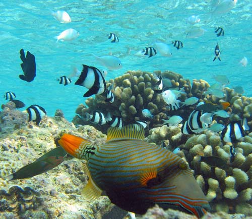 Orange-lined Triggerfish | Balistapus undulatus photo