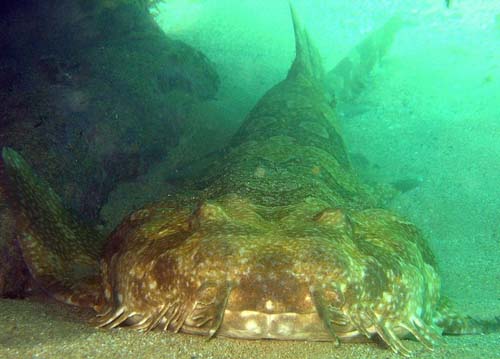 Spotted Wobbegong | Orectolobus maculatus photo