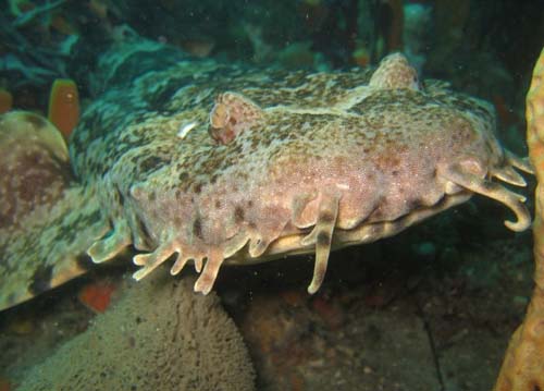 Banded Wobbegong | Orectolobus ornatus photo