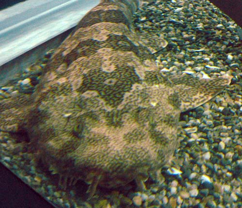 Banded Wobbegong | Orectolobus ornatus photo