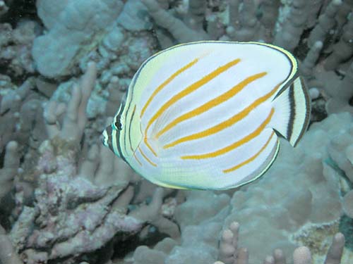 Ornate Butterflyfish | Chaetodon ornatissimus photo