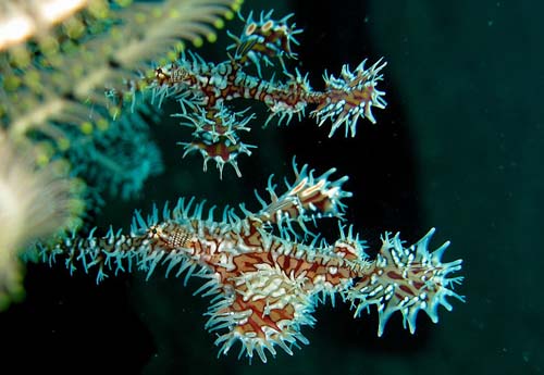 Ornate Ghostpipefish | Solenostomus paradoxus photo