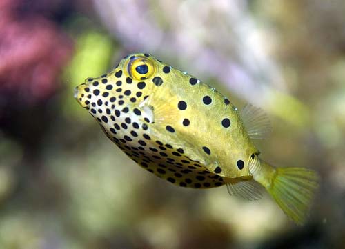 Yellow Boxfish | Ostracion cubicus photo