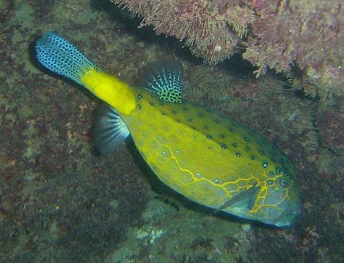 Yellow Boxfish | Ostracion cubicus photo