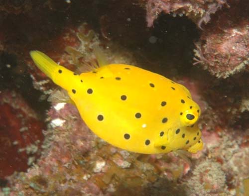 Yellow Boxfish | Ostracion cubicus photo