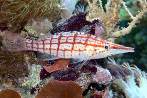 Longnose Hawkfish | Oxycirrhites typus photo