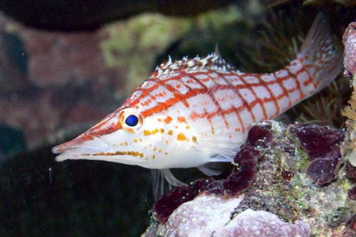 Longnose Hawkfish | Oxycirrhites typus photo