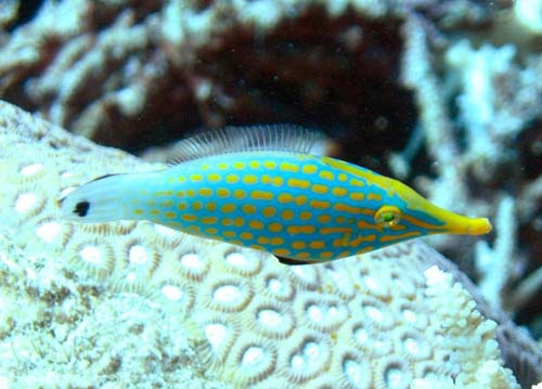 Beaked Leatherjacket | Oxymonacanthus longirostris photo