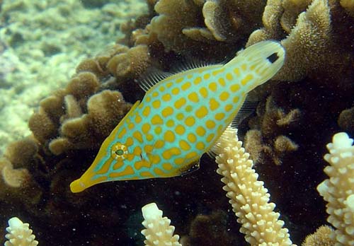 Beaked Leatherjacket | Oxymonacanthus longirostris photo