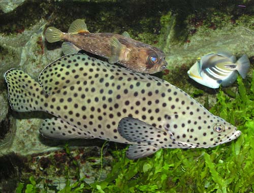 Barramundi Cod | Chromileptes altivelis photo