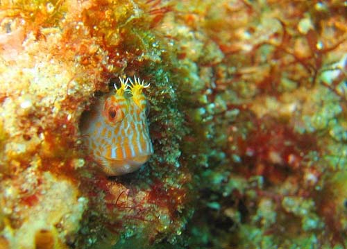 Horned Blenny | Parablennius intermedius photo