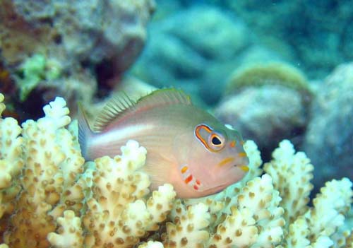 Ringeye Hawkfish | Paracirrhites arcatus photo