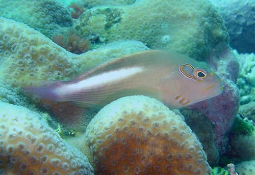 Ringeye Hawkfish | Paracirrhites arcatus photo