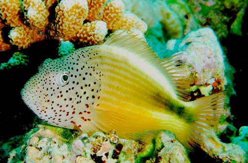 Forster's Hawkfish | Paracirrhites forsteri photo