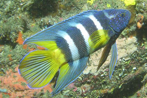 Eastern Blue Devil | Paraplesiops bleekeri photo