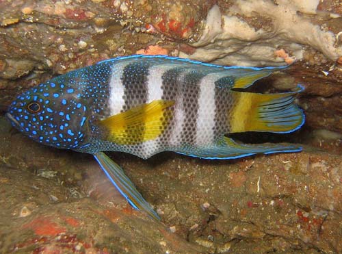 Eastern Blue Devil | Paraplesiops bleekeri photo