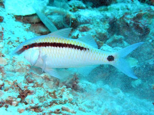 Dash-dot Goatfish | Parupeneus barberinus photo