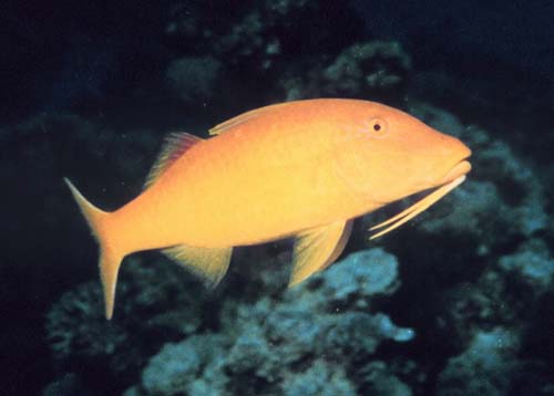 Goldsaddle Goatfish | Parupeneus cyclostomus photo