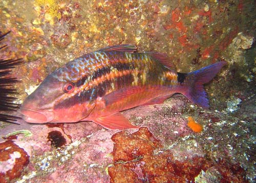Black-spot Goatfish | Parupeneus spilurus photo
