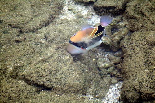 Wedge-tailed Triggerfish | Rhinecanthus rectangulus photo