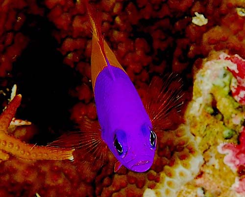 Two-tone Dottyback | Pseudochromis paccagnellae photo