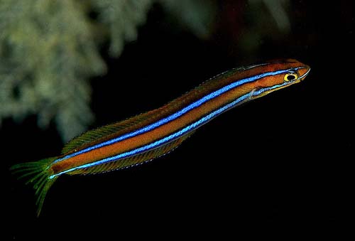 Bluestriped Fangblenny | Plagiotremus rhinorhynchos photo