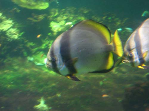 Longfin Batfish | Platax pinnatus photo