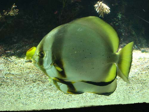 Longfin Batfish | Platax pinnatus photo