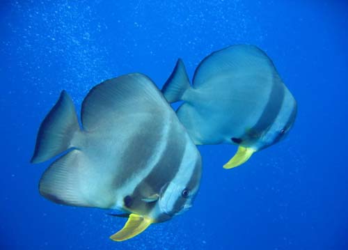 Teira Batfish | Platax teira photo