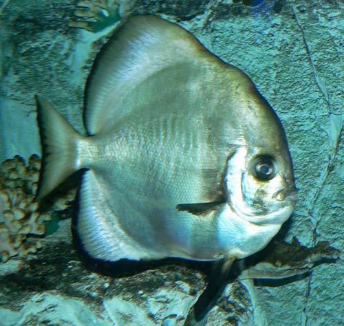 Teira Batfish | Platax teira photo