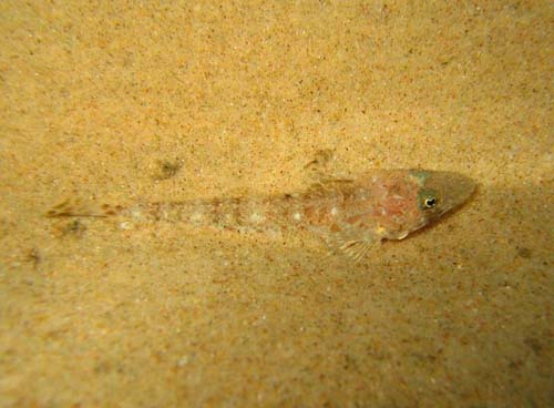 Sand Flathead | Platycephalus bassensis photo