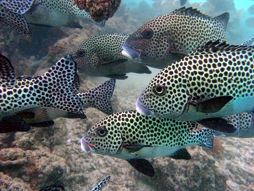 Harlequin Sweetlips | Plectorhinchus chaetodonoides photo