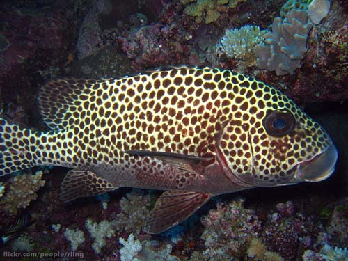 Harlequin Sweetlips | Plectorhinchus chaetodonoides photo