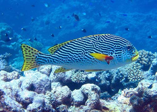 Oblique-banded Sweetlips | Plectorhinchus lineatus photo