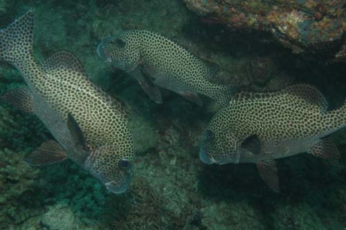 Magpie Sweetlips | Plectorhinchus picus photo