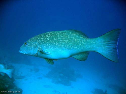 Coral Trout | Plectropomus leopardus photo