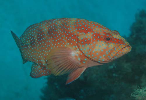 Coral Cod | Cephalopholis miniata photo