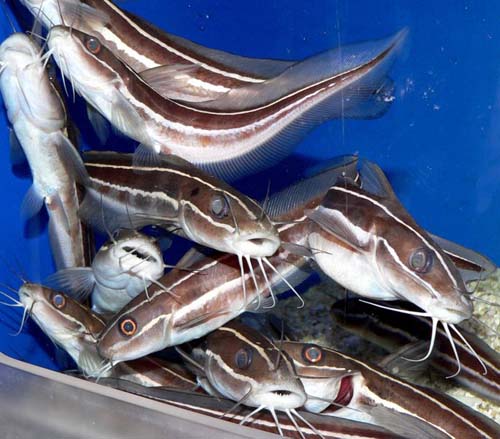 Striped Catfish | Plotosus lineatus photo