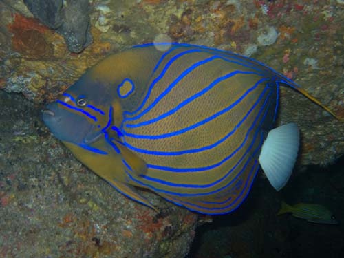 Blue-ringed Angelfish | Pomacanthus annularis photo