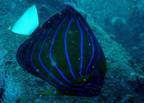 Blue-ringed Angelfish | Pomacanthus annularis photo