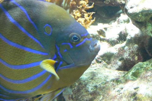 Blue-ringed Angelfish | Pomacanthus annularis photo