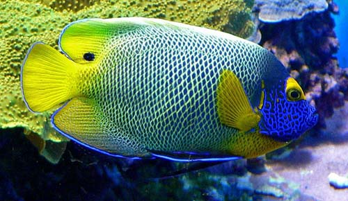 Blueface Angelfish | Pomacanthus xanthometopon photo