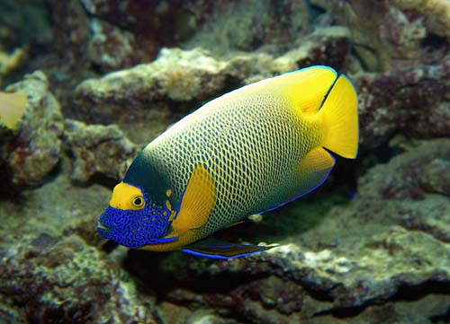 Blueface Angelfish | Pomacanthus xanthometopon photo